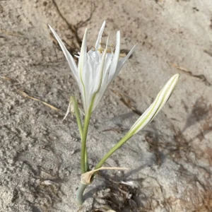Pancratium maritimum