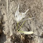 Pancratium maritimum