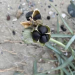 Pancratium maritimum fruits