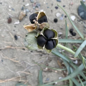 Pancratium maritimum fruits