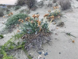 Pancratium maritimum habitat