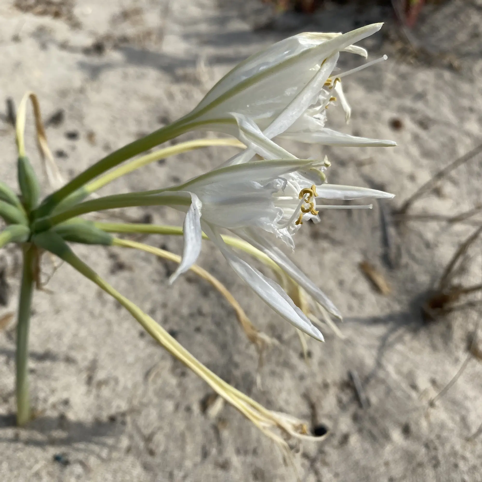 Pancratium maritimum