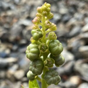 Phytolacca pruinosa fruit
