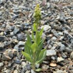 Phytolacca pruinosa young plant 25cm tall