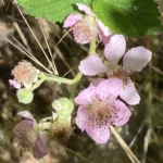 Rubus discolor - Copy