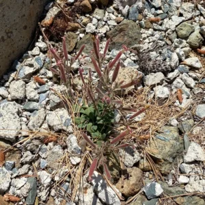 Saponaria Cypria before the flowers bloom