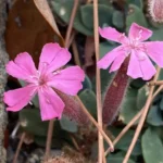 Saponaria Cypria flowers