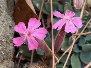 Saponaria Cypria flowers