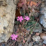 Saponaria Cypria habitat