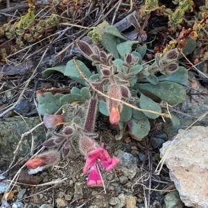 Saponaria Cypria leaves